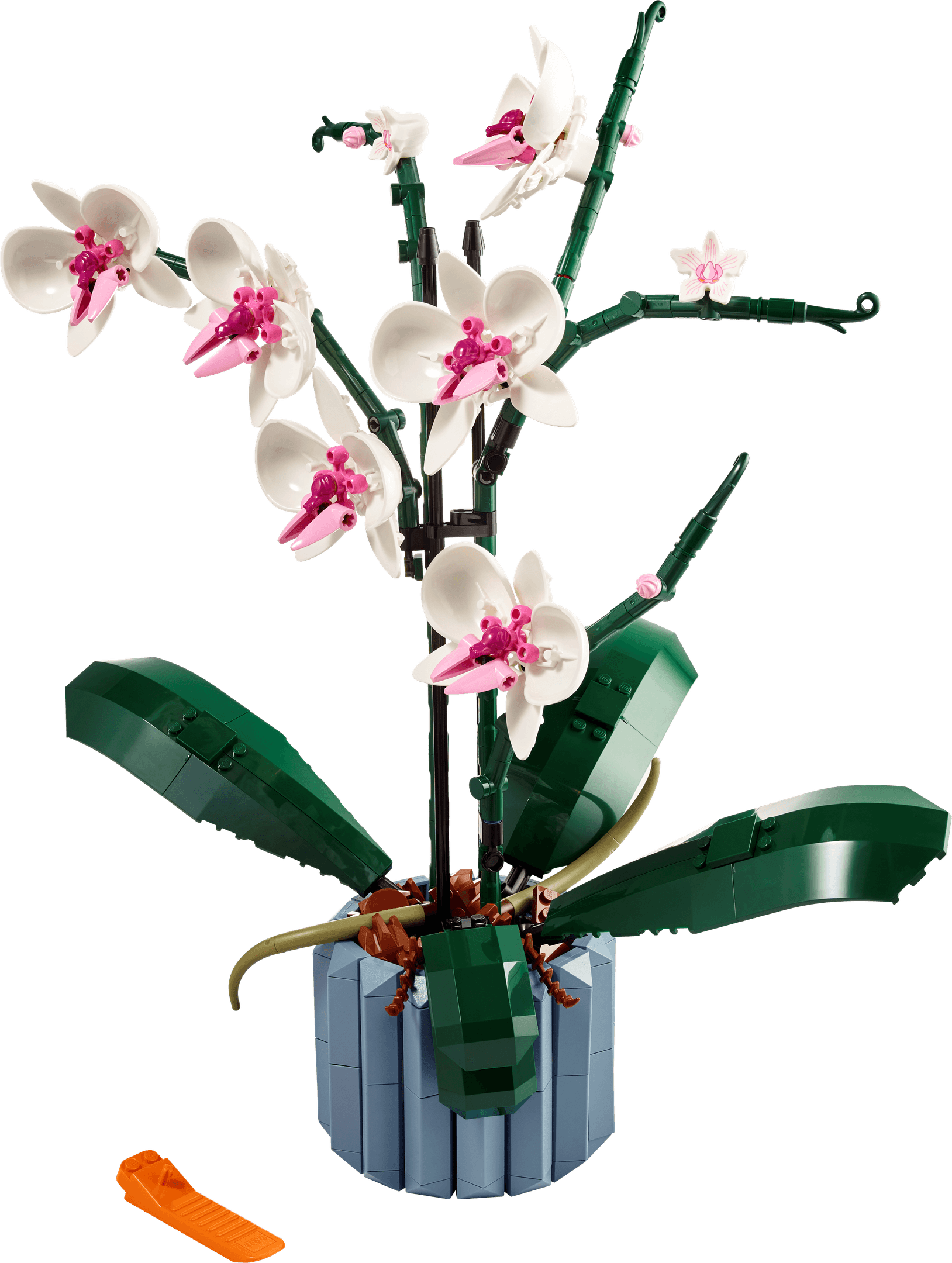 Orchidea