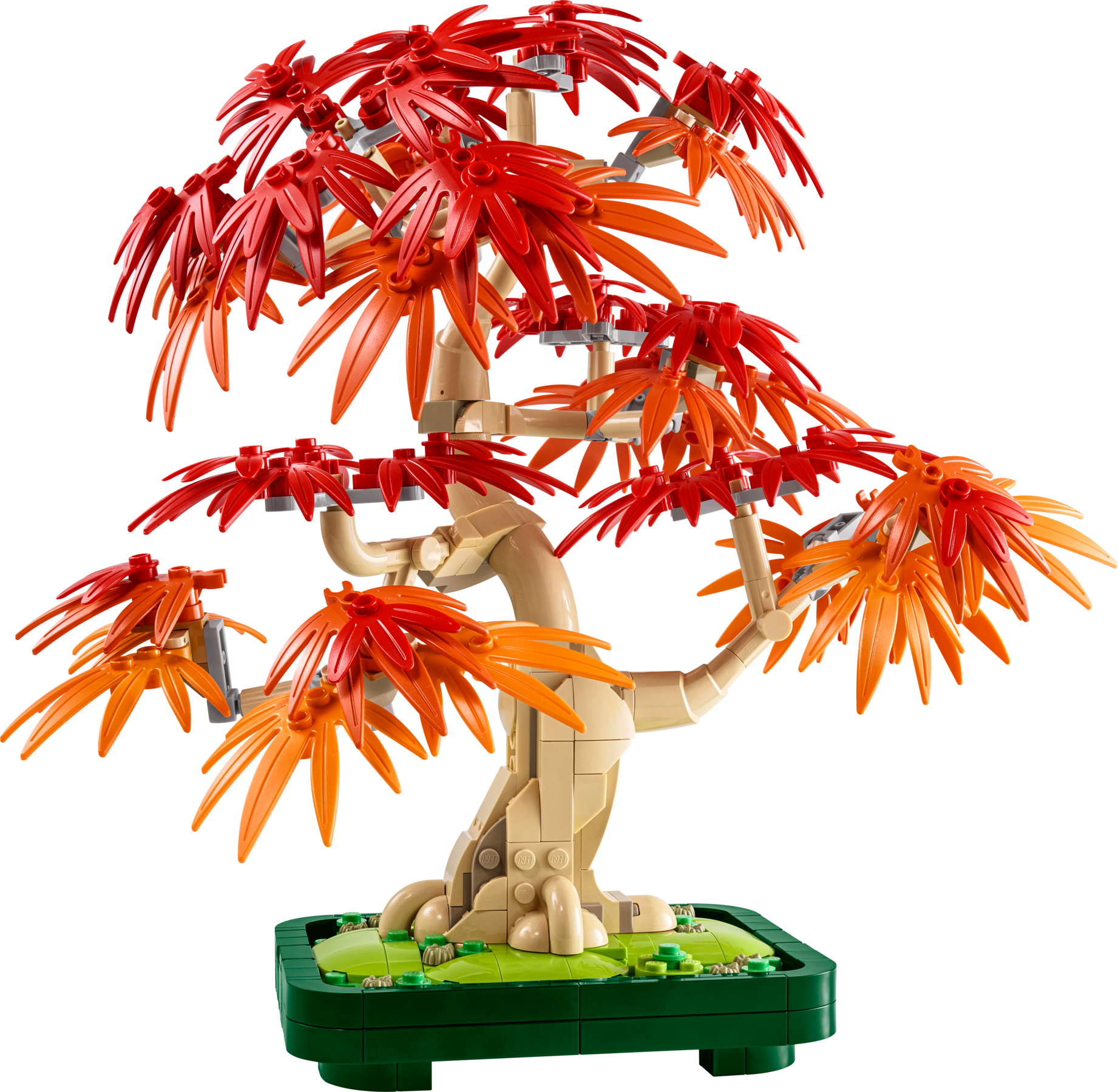 Klon palmowy bonsai