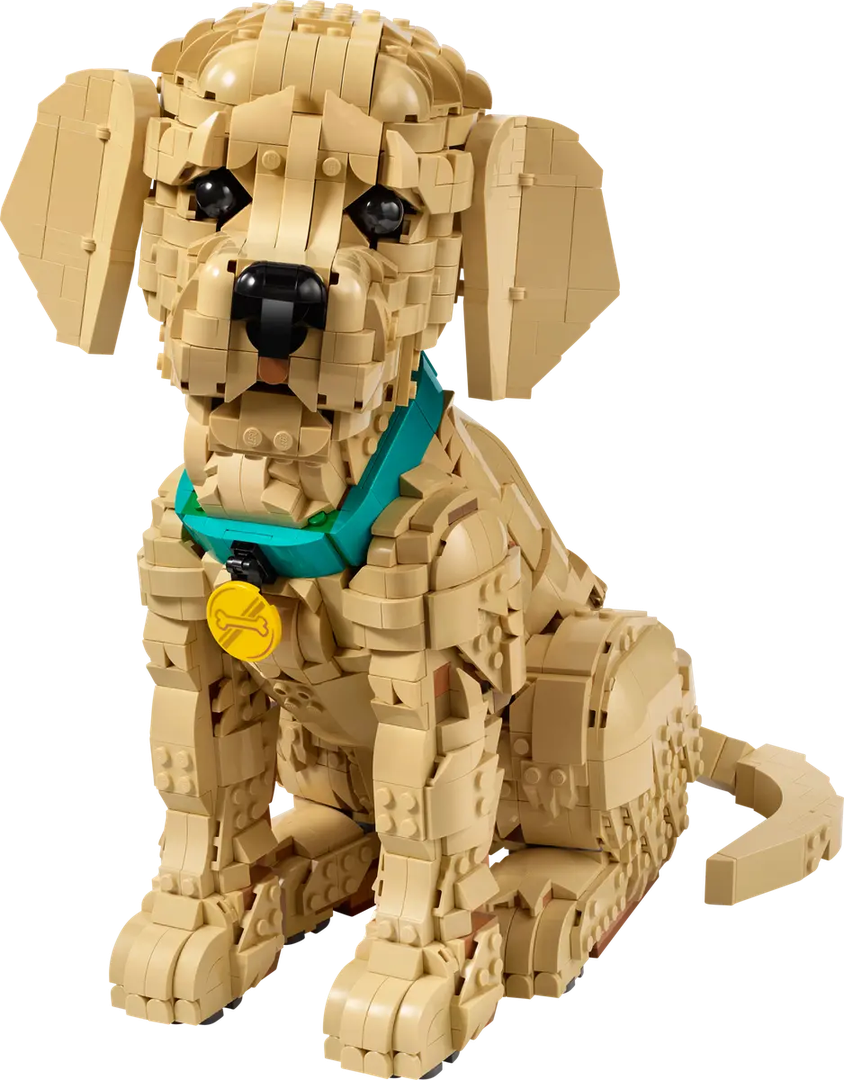 Szczeniak golden retriever