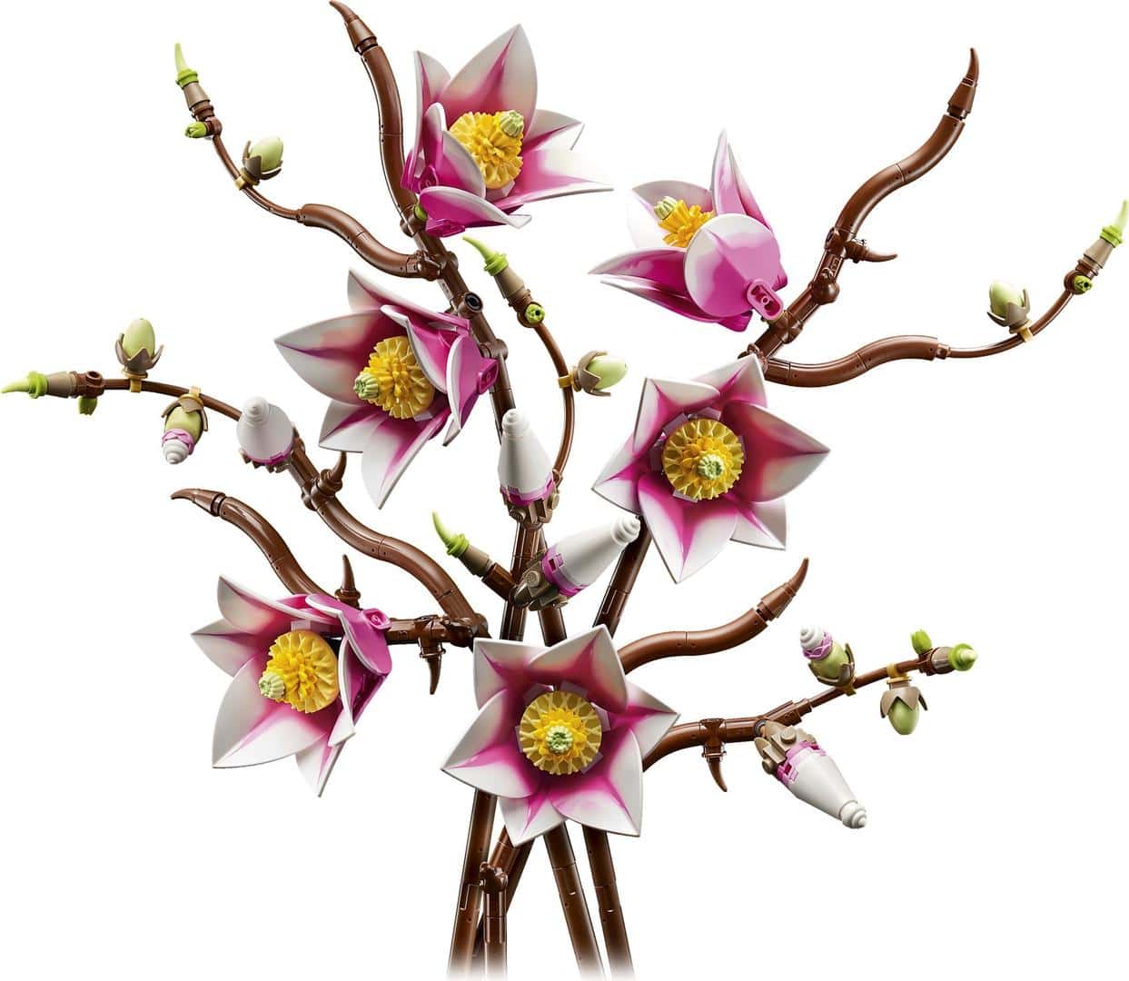 Gałązki magnolii