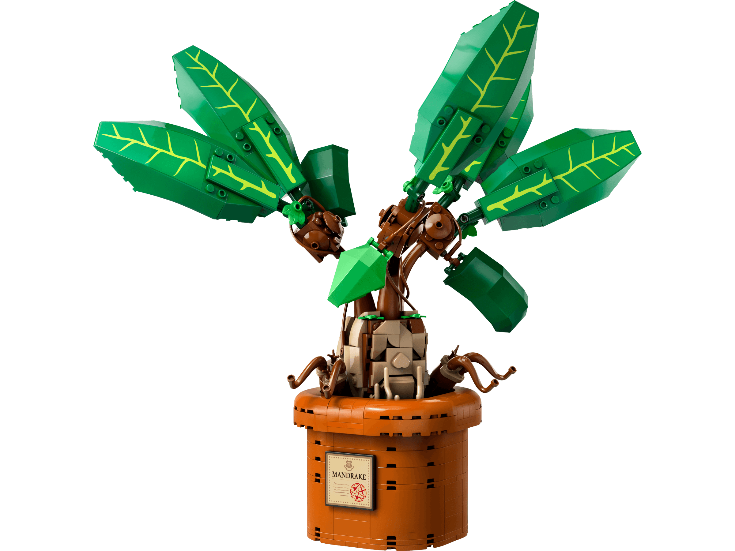 Mandragora