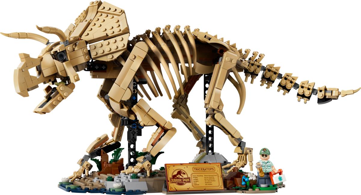 Szkielety dinozaurów: triceratops